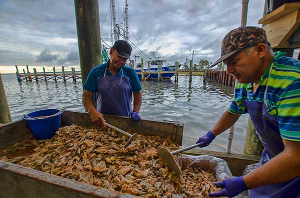 men-going-through-shrimp Shrimp